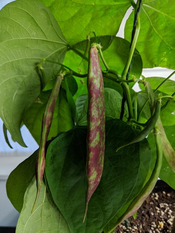 green bean plant