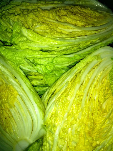 Salted Napa cabbage for kimchi, Photograph by Ven. Jinmyo Renge sensei